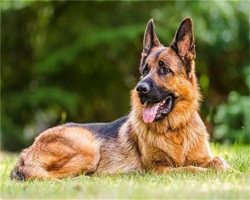 Duitse Herder in de Weide Schilderen op Nummers
