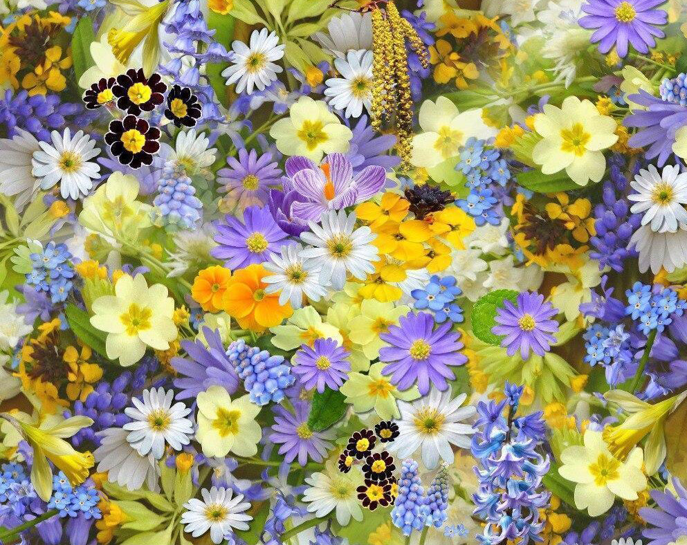 Een Bos Kleurrijke Chrysanten Schilderen op Nummers