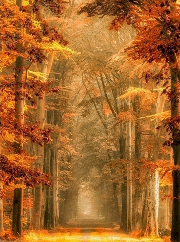 Een Bosweg in Gouden Herfst Schilderen op Nummers