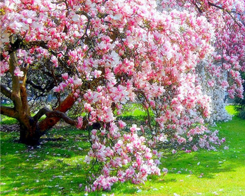 Een groot bos bloemen Schilderen op Nummers