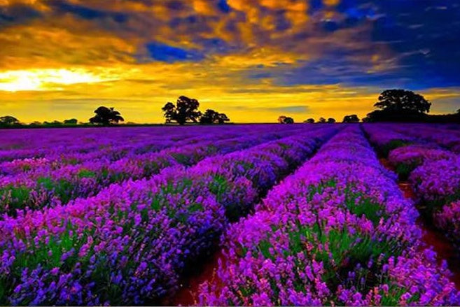 Een Groot Veld Lavendelbloemen Schilderen op Nummers