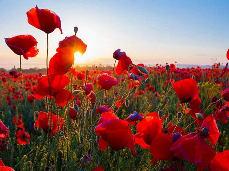 Een groot veld met rode bloemen en gras Schilderen op Nummers