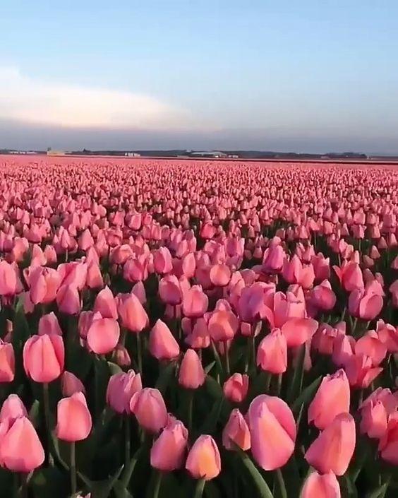 Een Groot Veld met Roze Tulpen Schilderen op Nummers