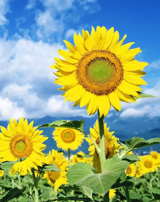 Een Groot Veld Zonnebloemen onder een Blauwe Lucht en Witte Wolken Schilderen op Nummers