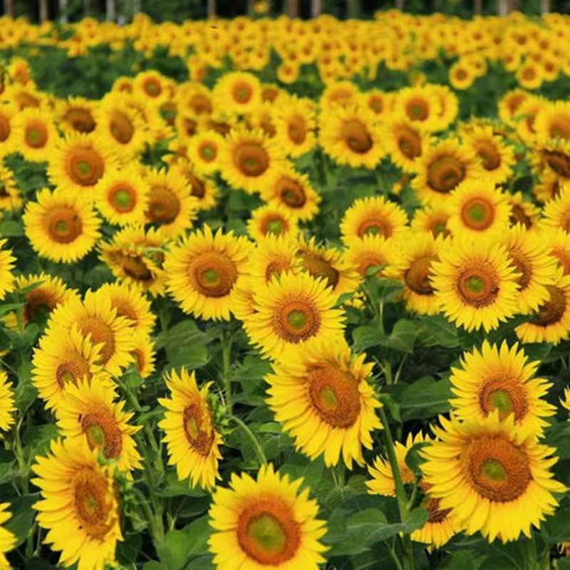 Een Groot Veld Zonnebloemen Schilderen op Nummers