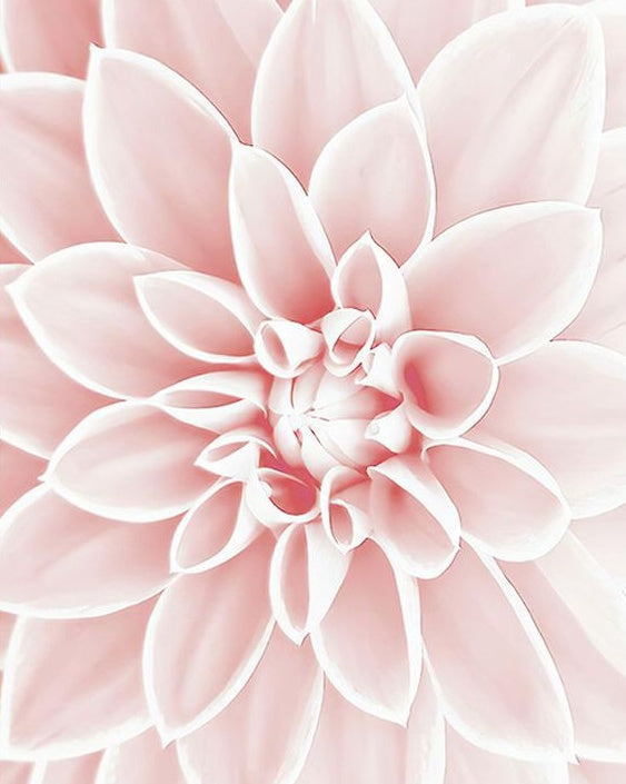 Een Grote Lichtroze Bloem Schilderen op Nummers
