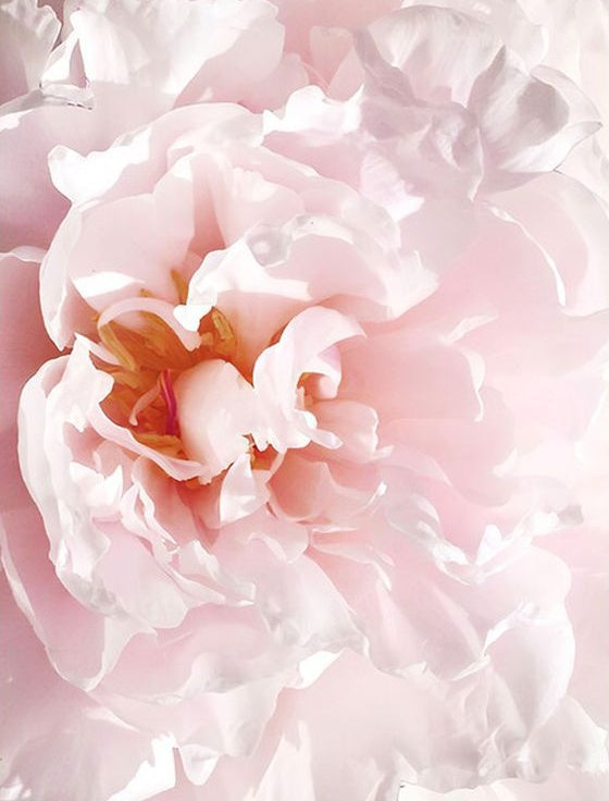Een lichtroze bloem Schilderen op Nummers