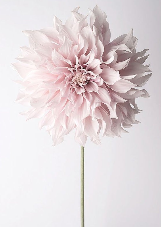 Een lichtroze chrysant Schilderen op Nummers