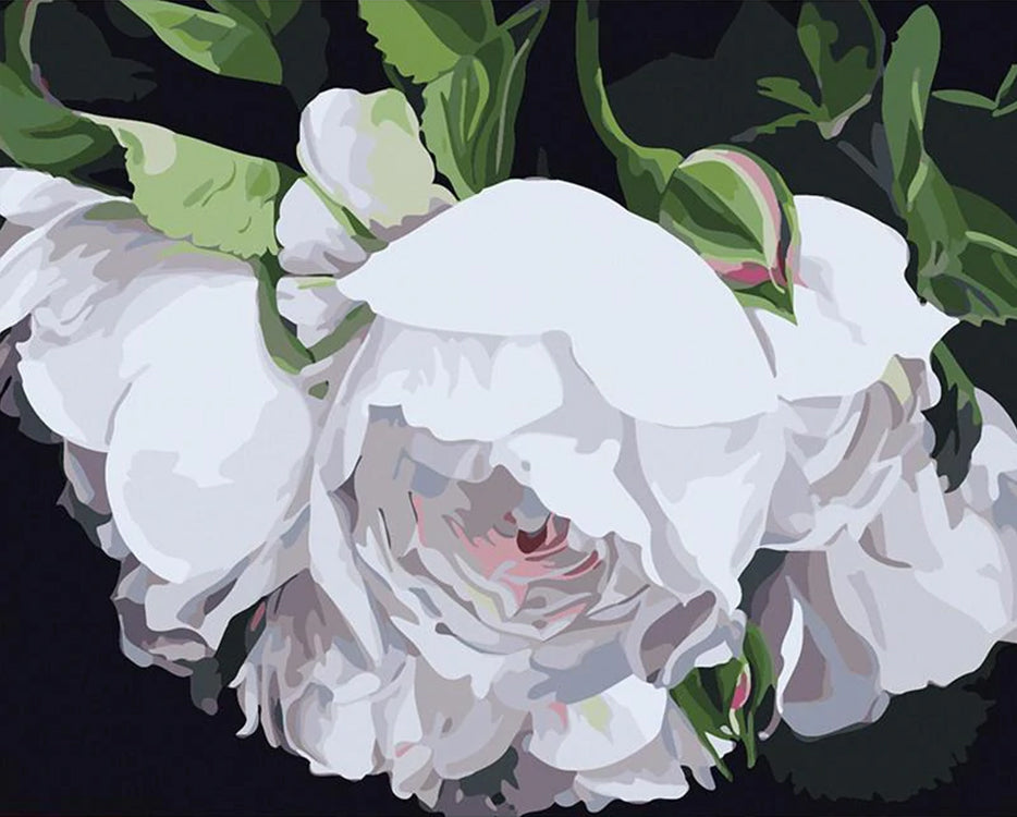 Een Paar Grote Witte Rozen Schilderen op Nummers