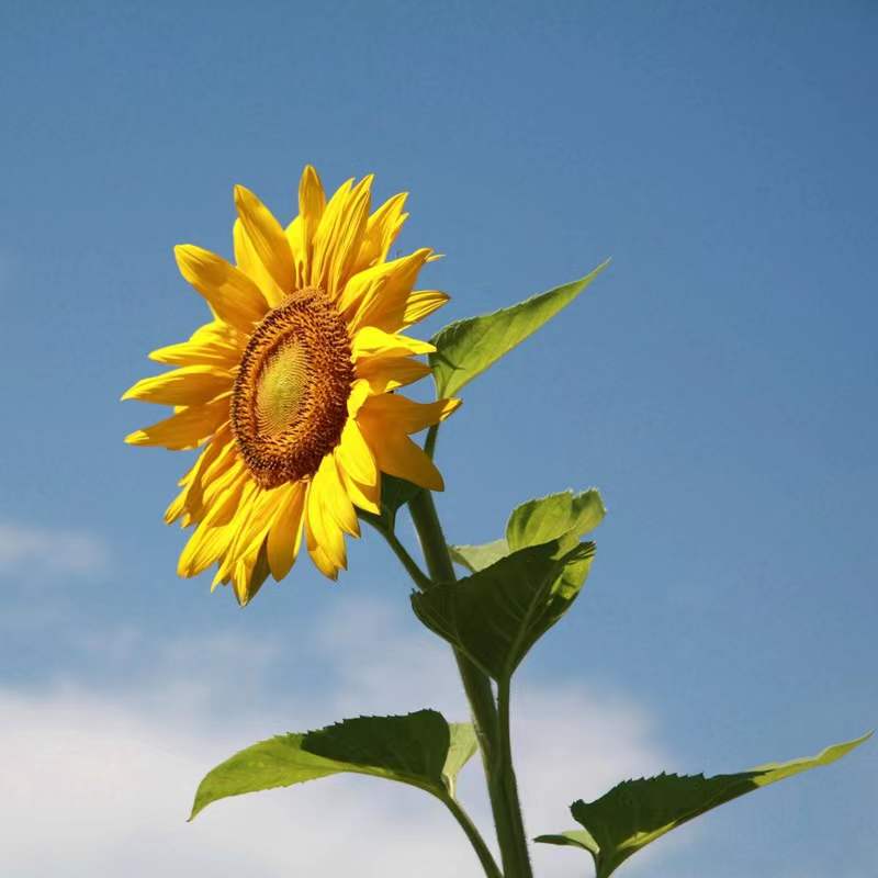 Een Zonnebloem onder een Blauwe Hemel Schilderen op Nummers
