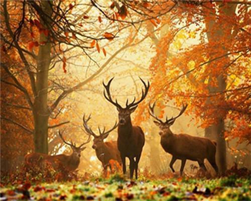Elanden in het Bos in Herfst Schilderen op Nummers
