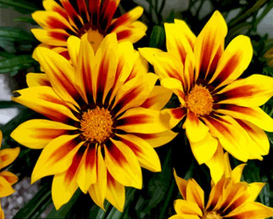 Enkele Grote Chrysanten Schilderen op Nummers