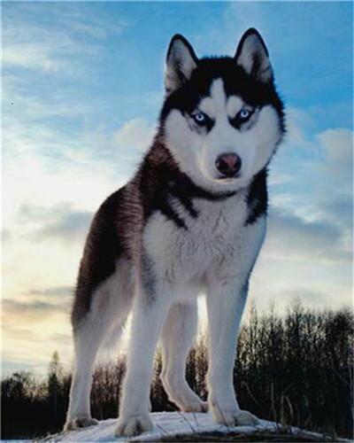 Ernstige Husky Schilderen op Nummers