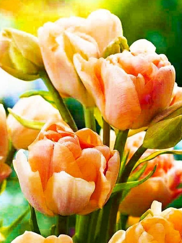 Gele en oranje tulpen Schilderen op Nummers