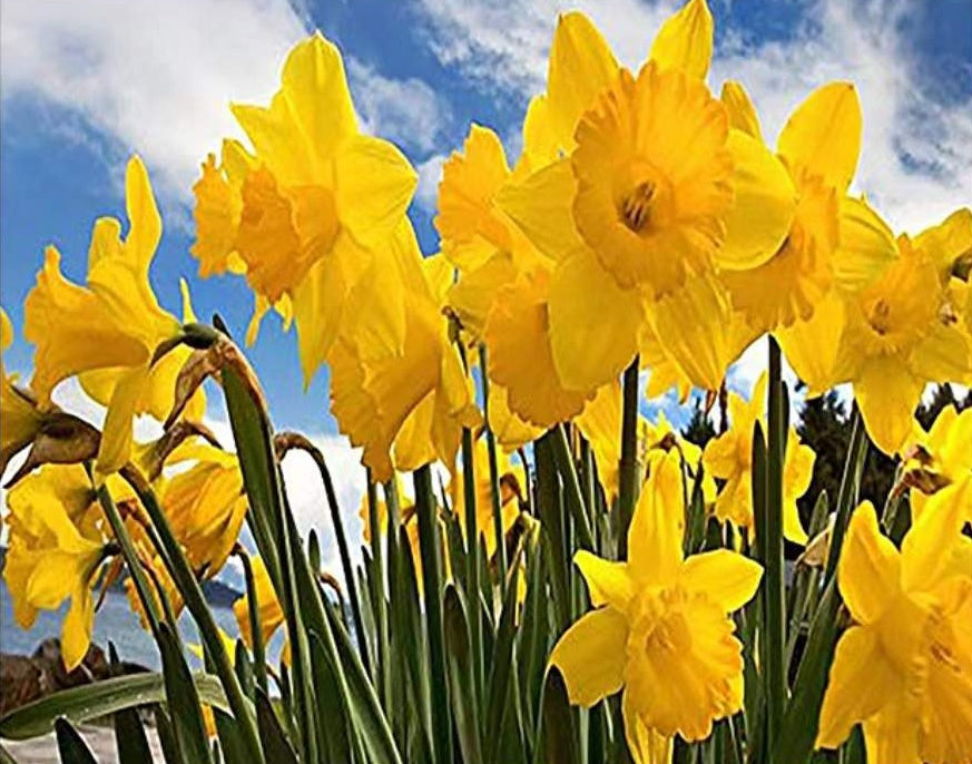 gele narcis Schilderen op Nummers