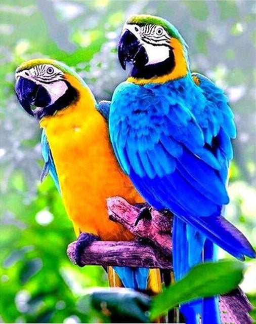 Gele Papegaai en Blauwe Papegaai Schilderen op Nummers