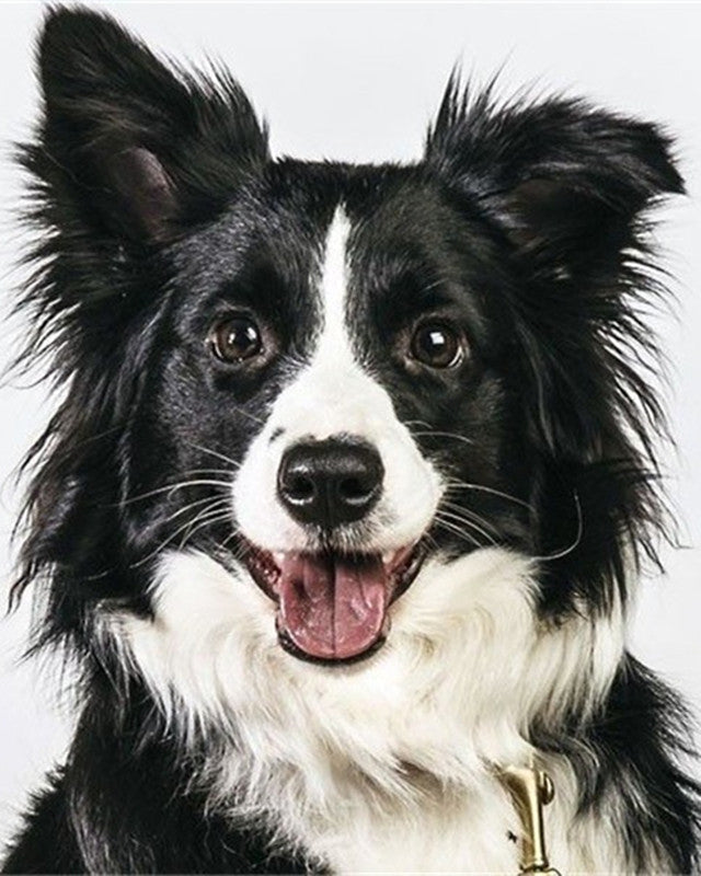 Gelukkige Border Collie Schilderen op Nummers