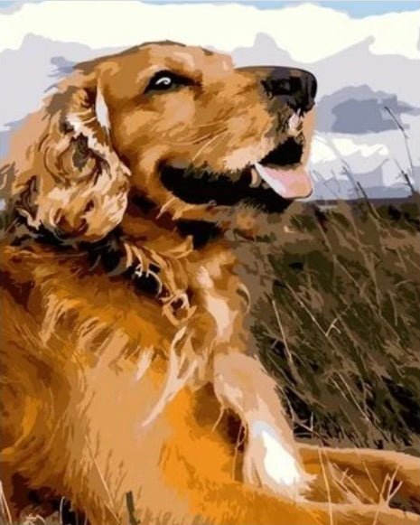 Gelukkige Golden Retriever Hond Schilderen op Nummers