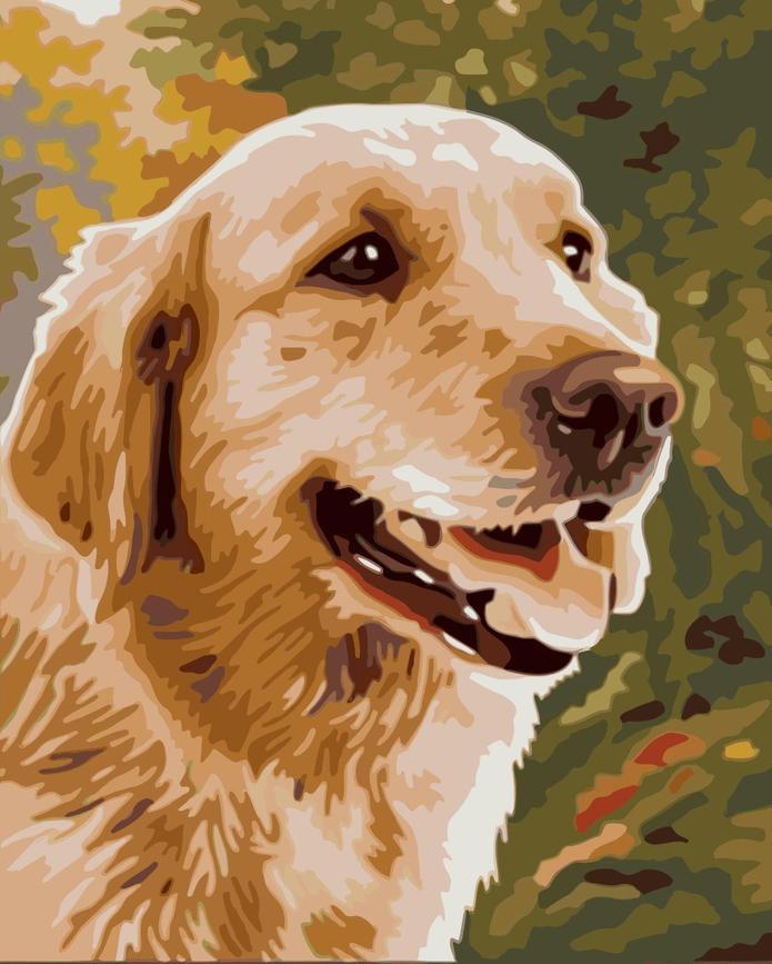 Gelukkige Golden Retriever Schilderen op Nummers
