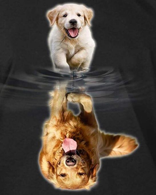 Golden Retriever en Spiegelbeeld Schilderen op Nummers