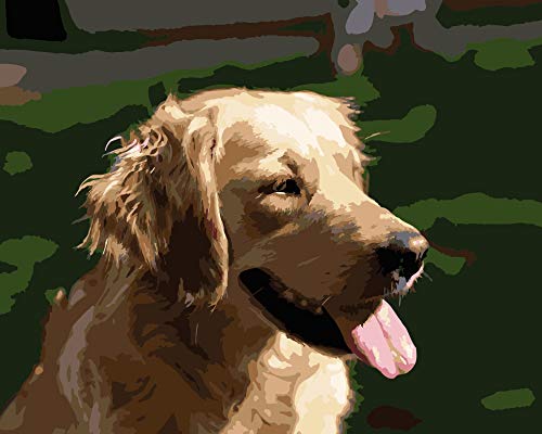 Golden Retriever Schilderen op Nummers