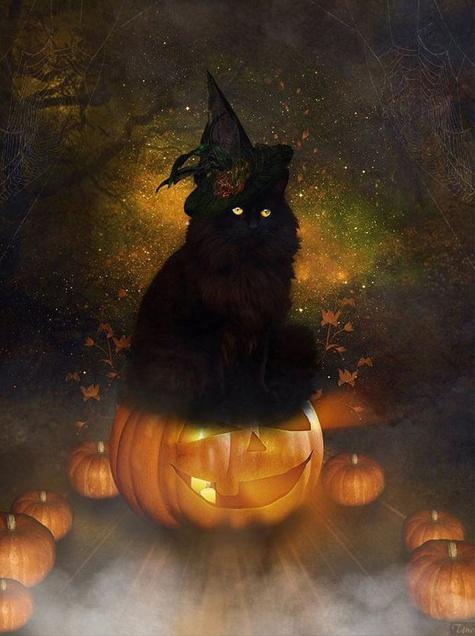 Griezelige Zwarte Kat op Halloween Pompoenlamp Schilderen op Nummers