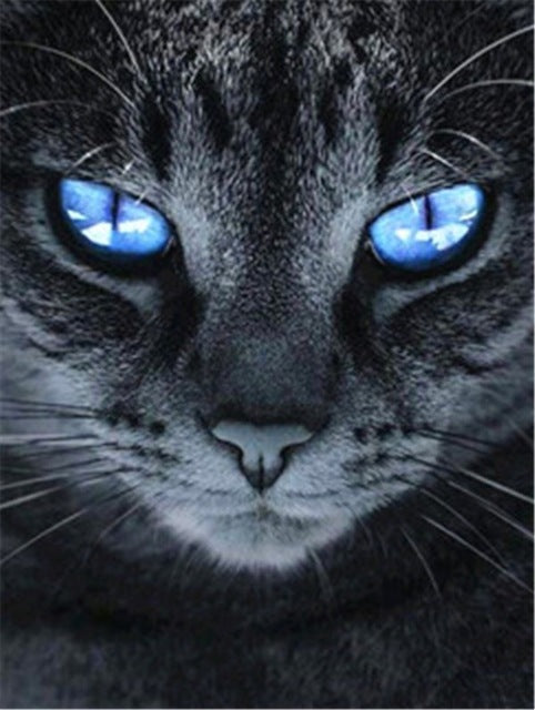 Grijze Kat met Blauwe Ogen Schilderen op Nummers
