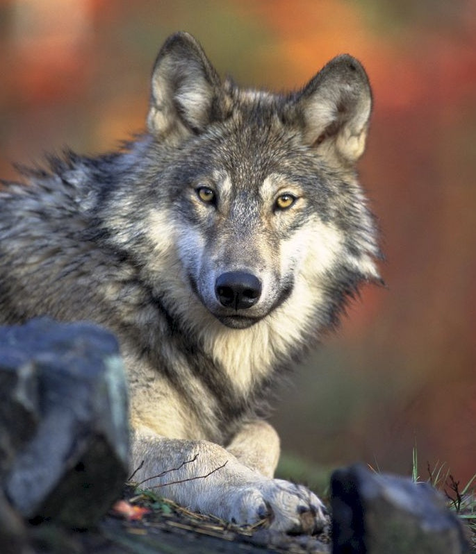 Grijze Wolf Schilderen op Nummers
