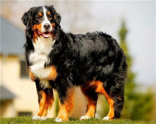 Grote Berner Sennenhond Schilderen op Nummers