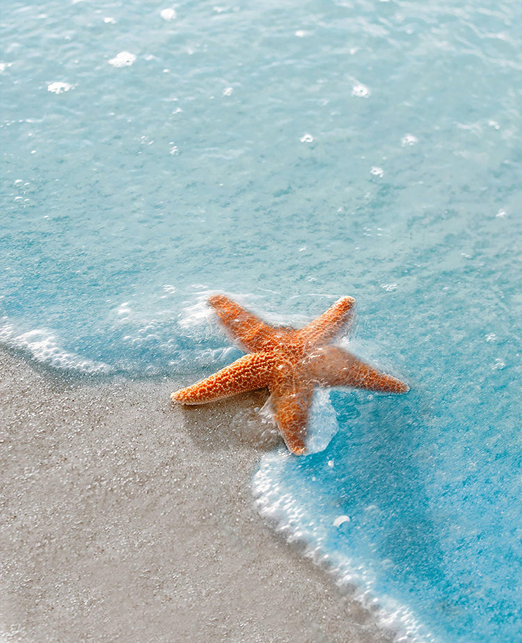 Grote Zeesterren op het Strand Schilderen op Nummers