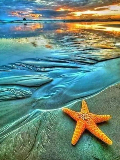 Grote Zeesterren op het Strand Schilderen op Nummers