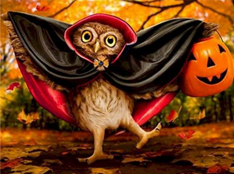 Halloween Leuke Uil Schilderen op Nummers