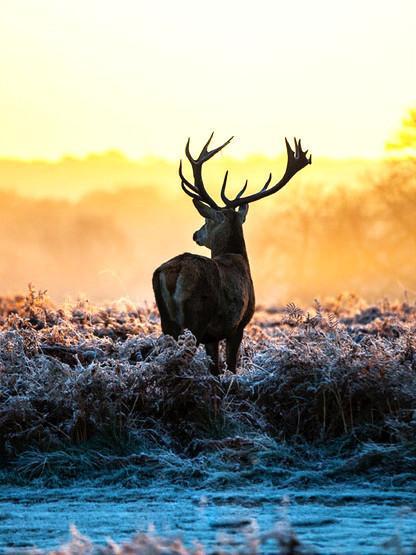 Hert bij Zonsondergang Schilderen op Nummers