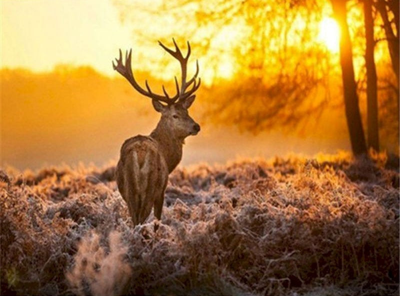 Hert bij Zonsondergang Schilderen op Nummers