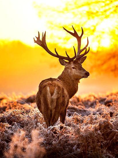Hert bij Zonsondergang Schilderen op Nummers