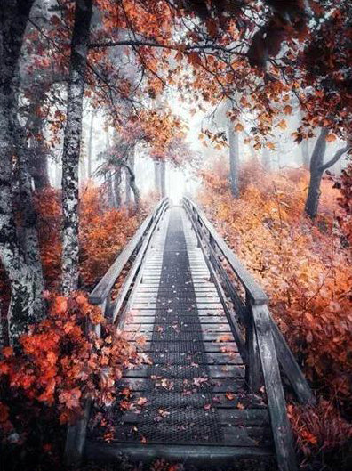 Het Bos in de Late Herfst Schilderen op Nummers