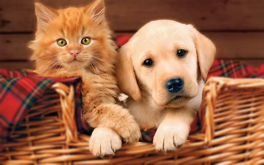 Hond en Kat in Bamboemand Schilderen op Nummers