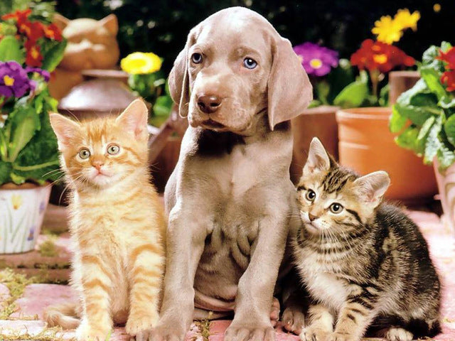 Hond en Twee Katten Schilderen op Nummers