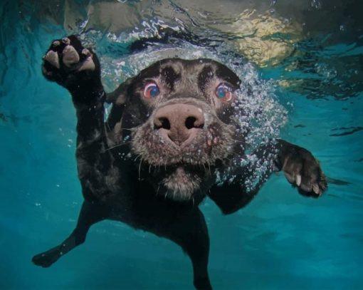 Hond in het Water Schilderen op Nummers