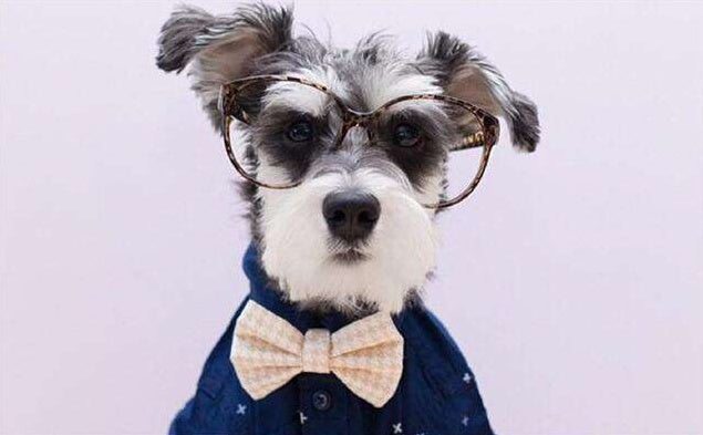 Hond in Pak en Bril Schilderen op Nummers