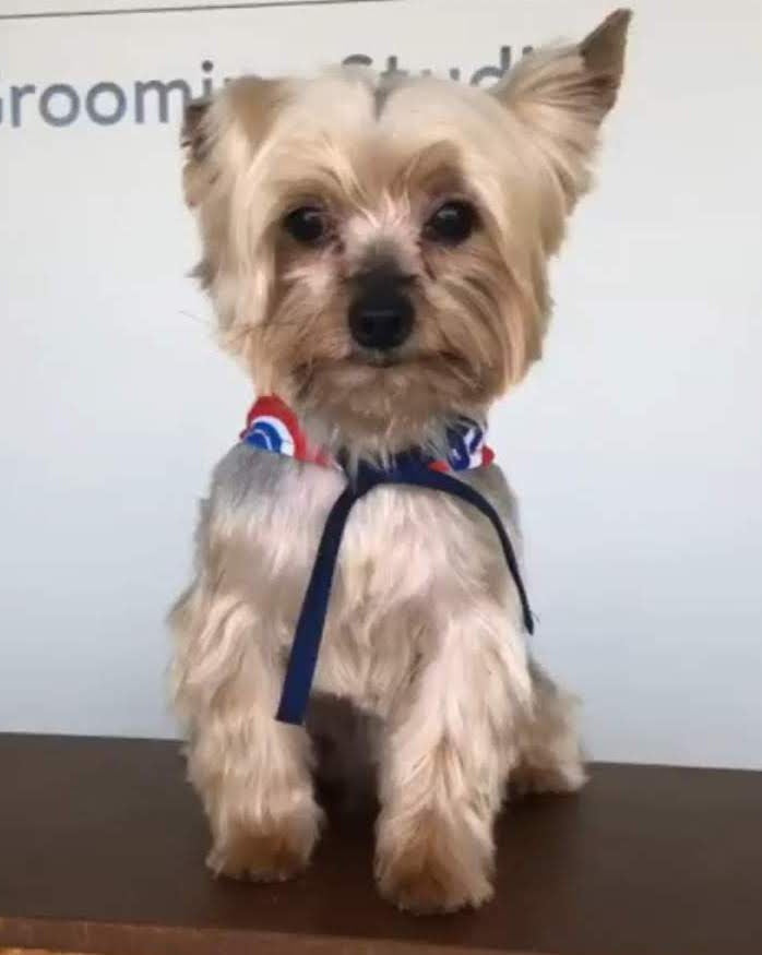 Hond in Sjaal Schilderen op Nummers