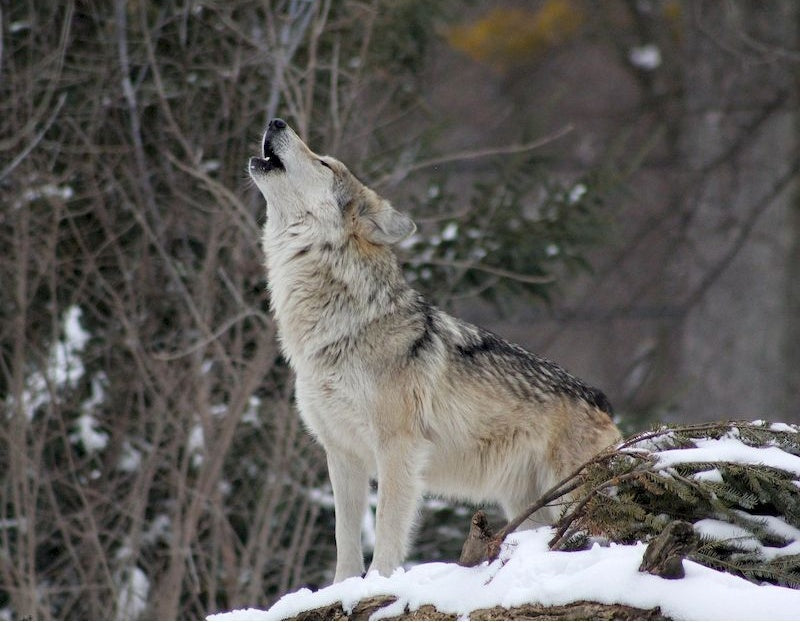 Huilende Wolf in de Sneeuw Schilderen op Nummers