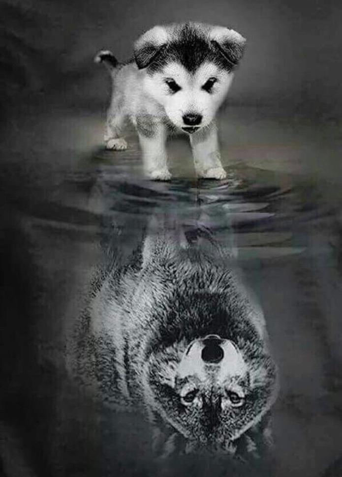 Husky en Spiegelbeeld Schilderen op Nummers