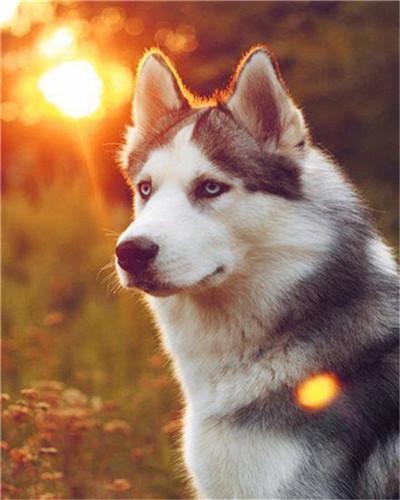 Husky en Zonsondergangen Schilderen op Nummers