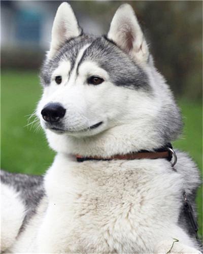 Husky Hond Schilderen op Nummers