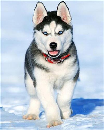 Husky in de Sneeuw Schilderen op Nummers
