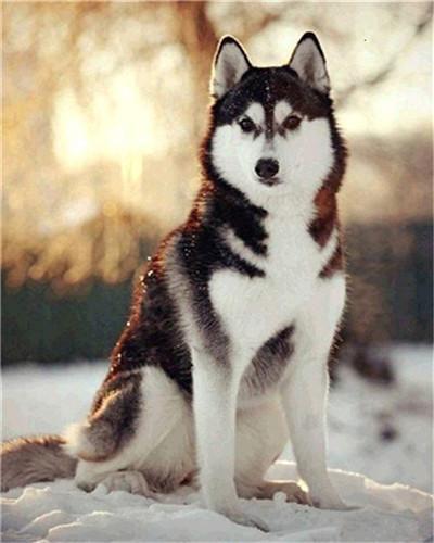 Husky Sneeuw Zonsopgang Schilderen op Nummers