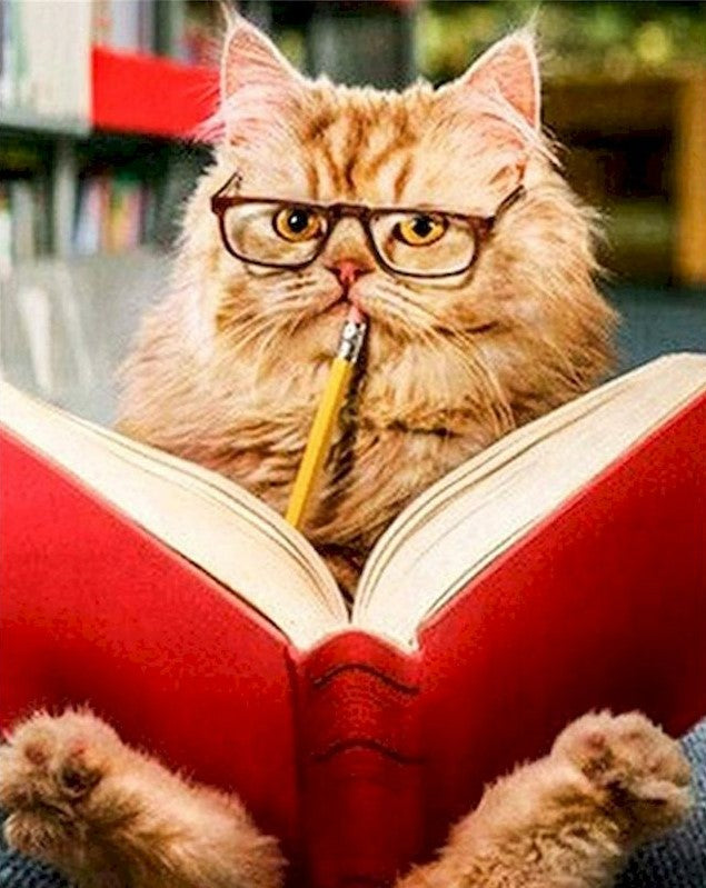 Kat Leest Boek met Bril Schilderen op Nummers