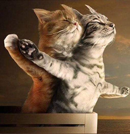 Katten Titanic Schilderen op Nummers