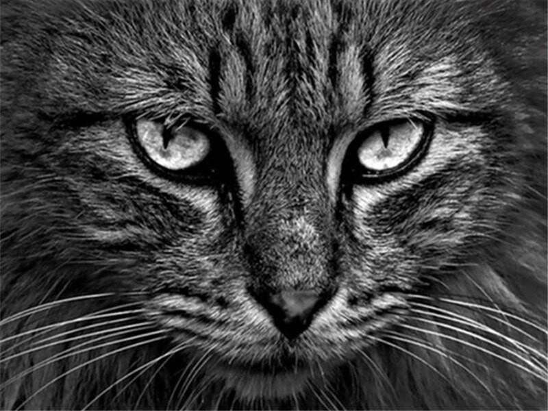 Kattengezicht Schilderen op Nummers